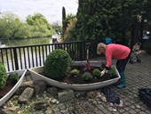 Boat planting 7 May 2.jpg